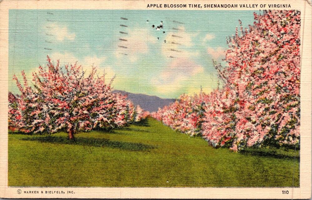 Apple Blossom Time Shenandoah Valley of Virginia 1941 Vintage Postcard SP17-17